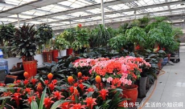 在花卉市场买花,要牢记“3不看”,不然买回“假花”,一养就死!