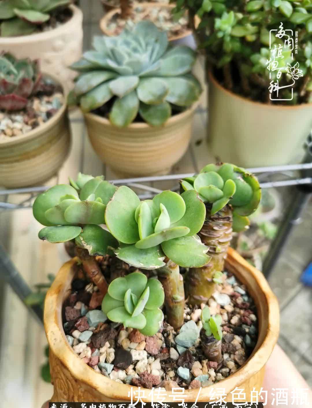 无关利益，不计得失，多肉给了我不一样的感受温暖的方式