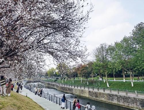 春暖花开日，这些“宝藏”赏花地，值得你打卡