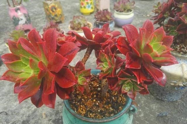 【多肉盛宴】你还傻傻的分不清法师品种吗百合莉莉属于法师