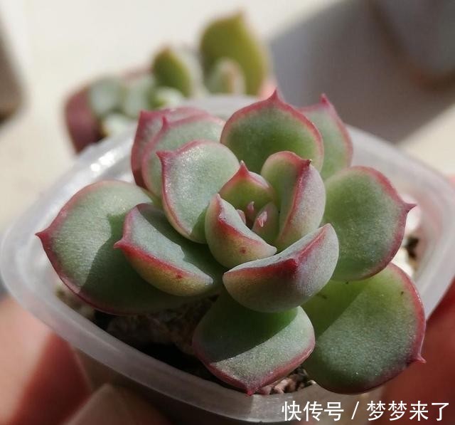  爱多|爱多肉，爱生活，心情自然好