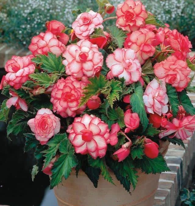 “聪明人”喜欢养的5种花,真能减少病菌吗?养之后:想多养几盆