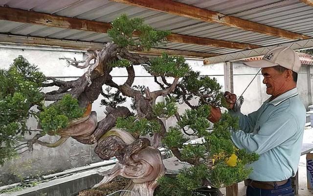 植株|老师傅经验养盆景,不会修剪“3种根”,再养7年都“不入门”