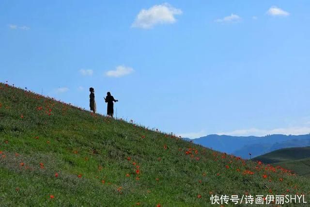 艳压群芳|美丽新疆:天山红花红似火