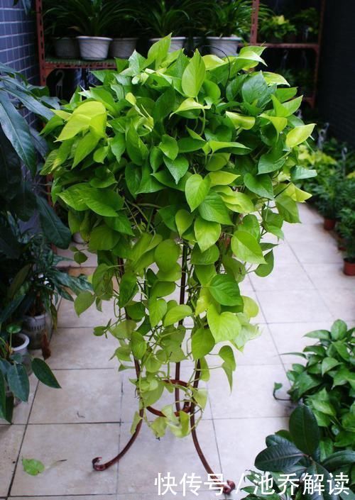 十种防辐射的绿植,装点家居好帮手,还能净化空气防辐射