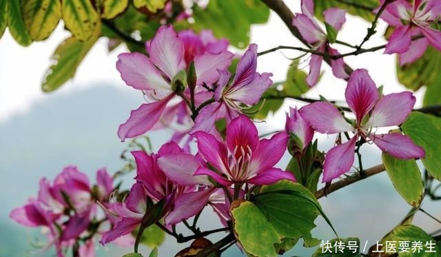 这7种树最能出效果,一旦花开就是人间仙境,花期最长可达半年!