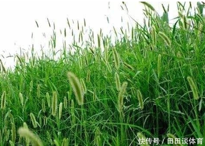孩子|默默无闻的狗尾巴草，泡水喝竟有这么多好处，尤其对老人和孩子！