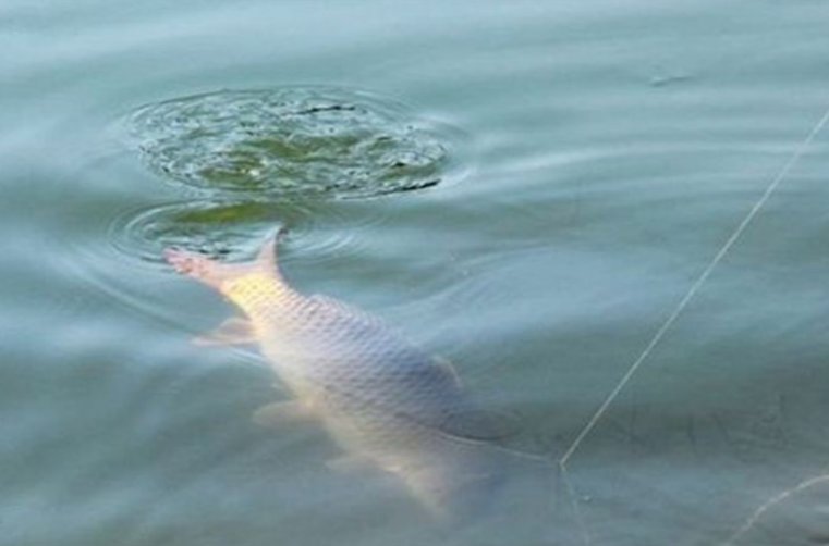 揭开“脱钩跑鱼”的神秘面纱，几招让你不再烦恼！