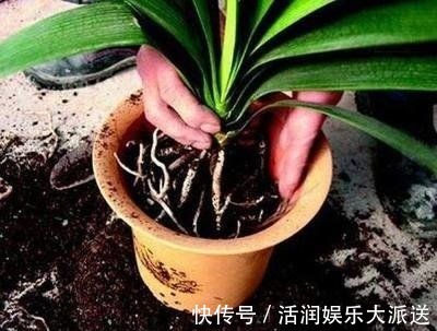 养花土壤“开裂”,盆底垫点“松针”,透气养分高,几天就恢复!