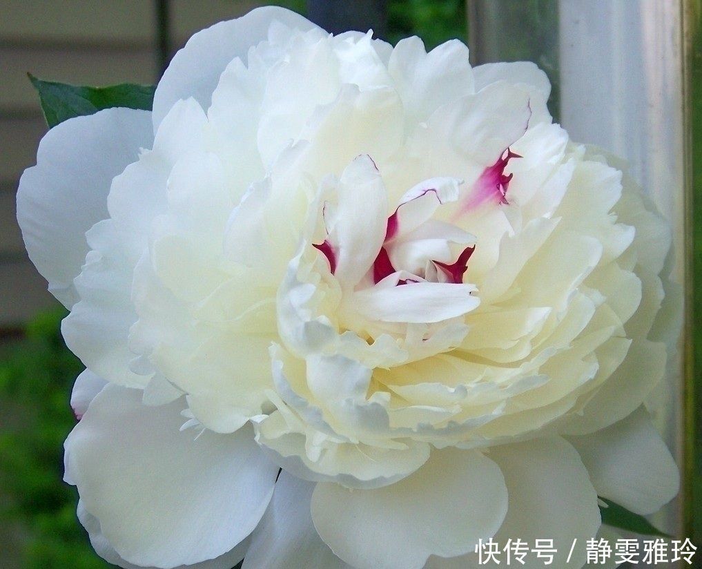 牡丹花的养殖方法,学会这几招,开花又大又美