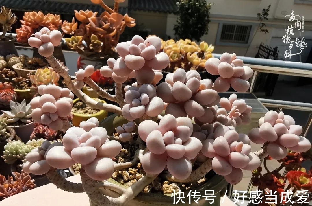 治愈之“肉”:愿所有的养肉人都被这些“胖子们”治愈