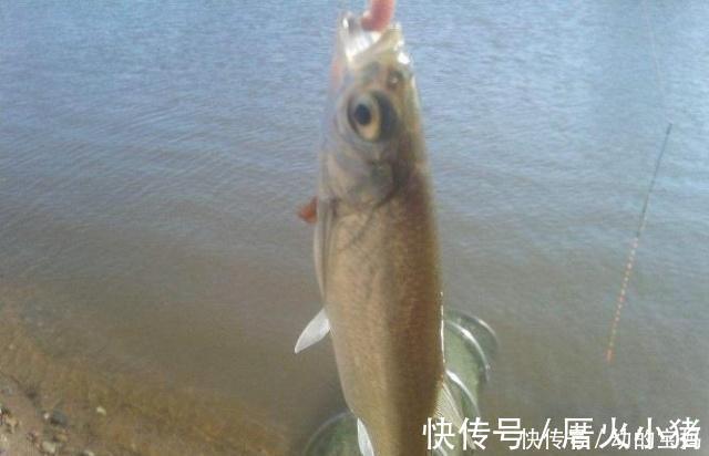 用这种饵料钓白条鱼，鱼儿疯狂咬钩，不一会就能钓很多