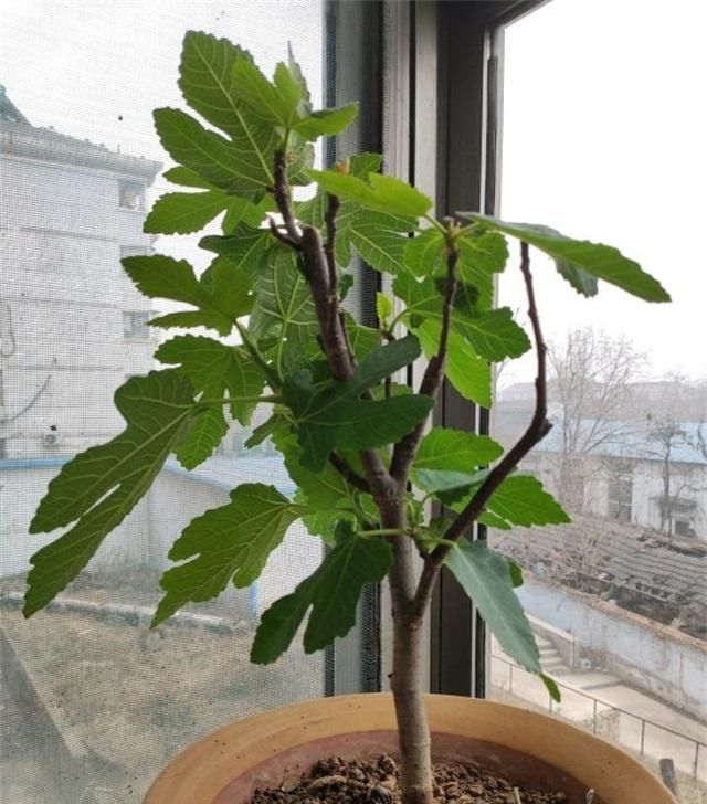 要养|4种性价比超高的盆栽,既是盆景又是果树,少抽两包烟也要养一盆