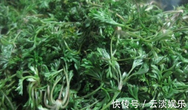 养肝|荒地里不起眼的野菜,竟然是养肝第一菜,抗病降血脂,早知早好