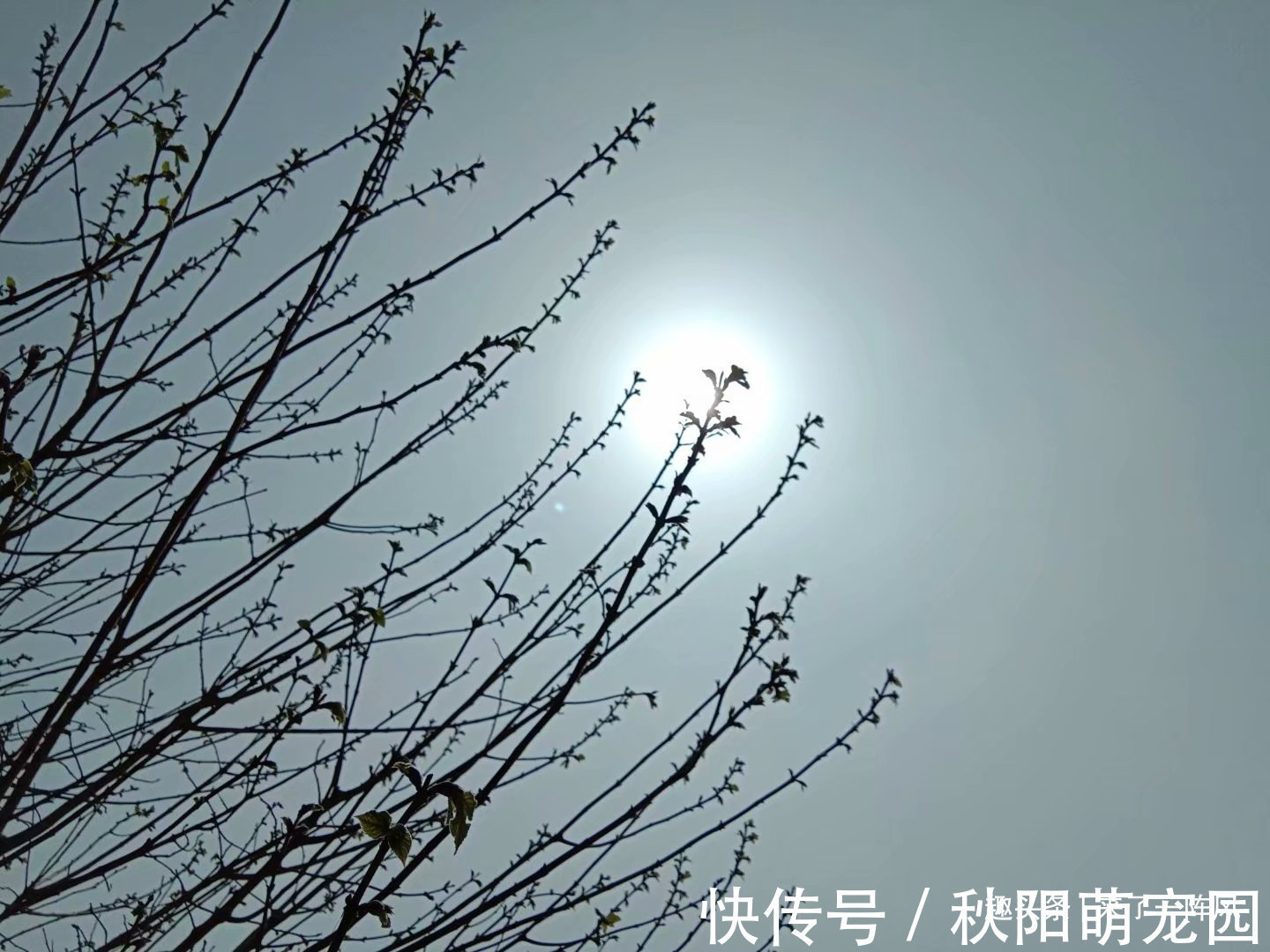 郭靖黄蓉&郭靖黄蓉战死,黄药师十分悲痛发誓为他们报仇,却被蒙古高手击毙