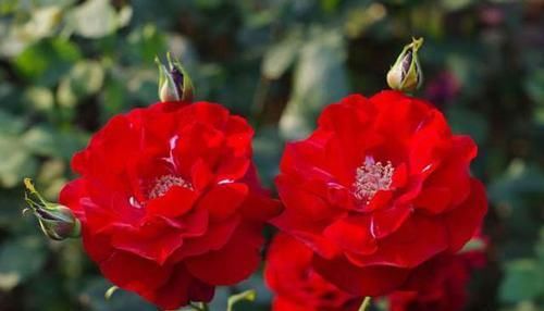  季疏蕾|想要月季花开的漂亮，就用此一招