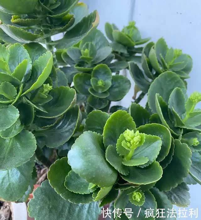 3种“懒人花卉”,不用勤浇水施肥,也能快速生长花很漂亮