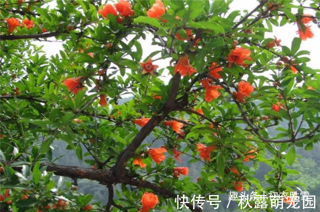 石榴#红楼梦中的芒种节,到底送的是哪位花神,谜底在黛玉的葬花诗前