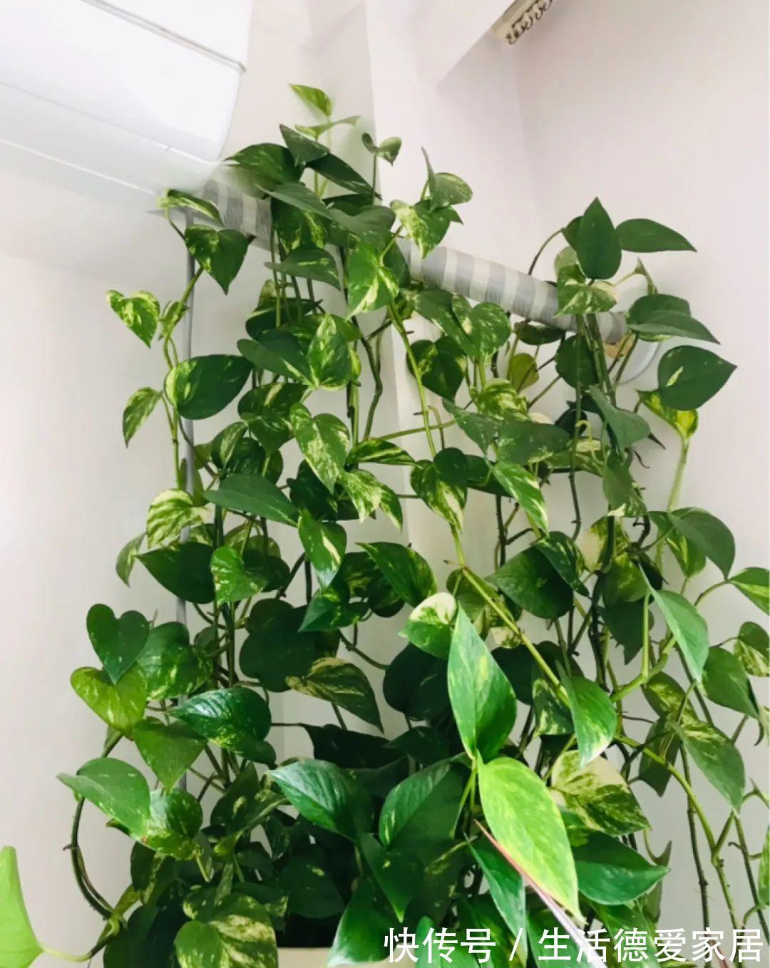 绿萝穷养，兰花富养，才能养成宝贝，你真的懂吗？