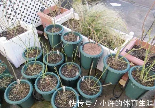 下雪前,5种“漂亮花”赶快修剪,来年爆花,就靠现在