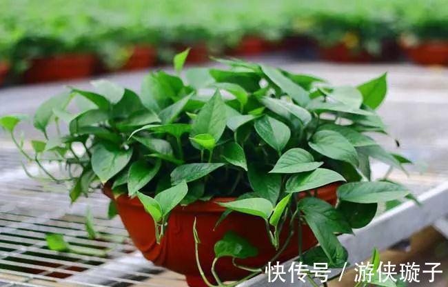 绿萝|解决好绿箩这5个问题,黄叶不再有,净化环境更给力