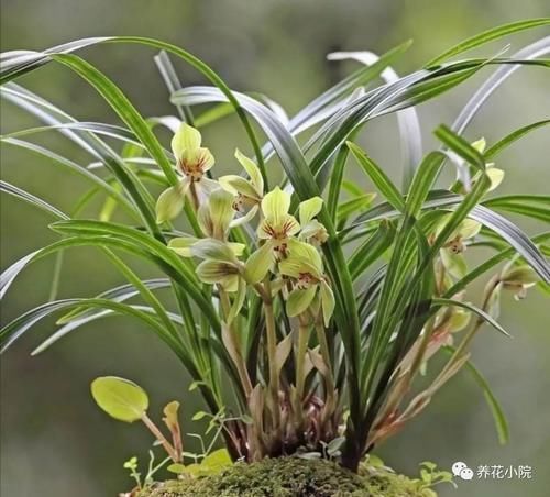 家庭养兰花,就怕4种错误养护,难怪总是养不好