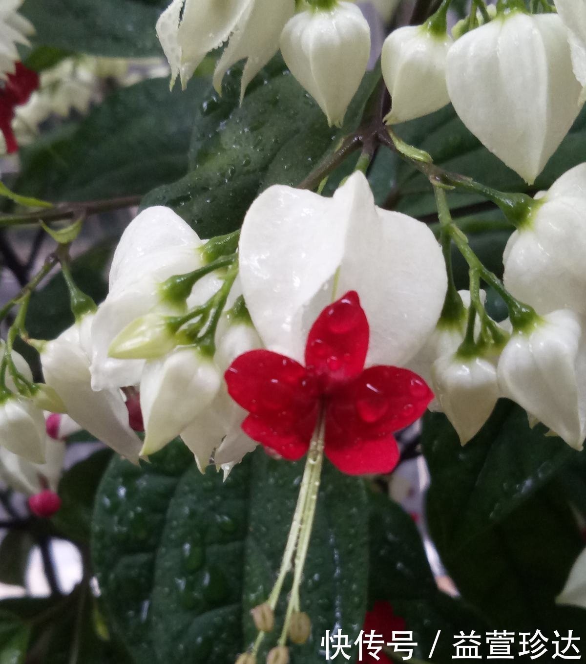 养花浇水,这4个错别犯,否则养啥花都黄叶、烂根,学会一生受用