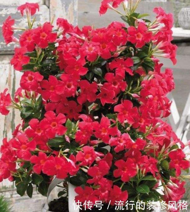 小花园|阳台养花就选4种，一开就是大半年，阳台一直都是“小花园”！