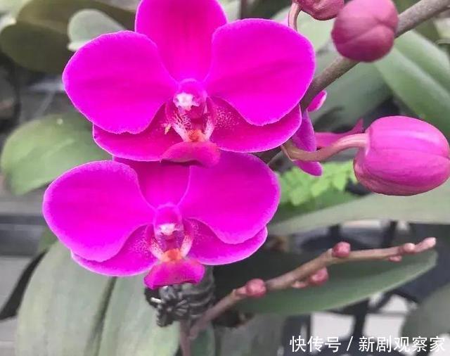 今年最火网红花,一次能开4个月,枝条挂满花蝴蝶!