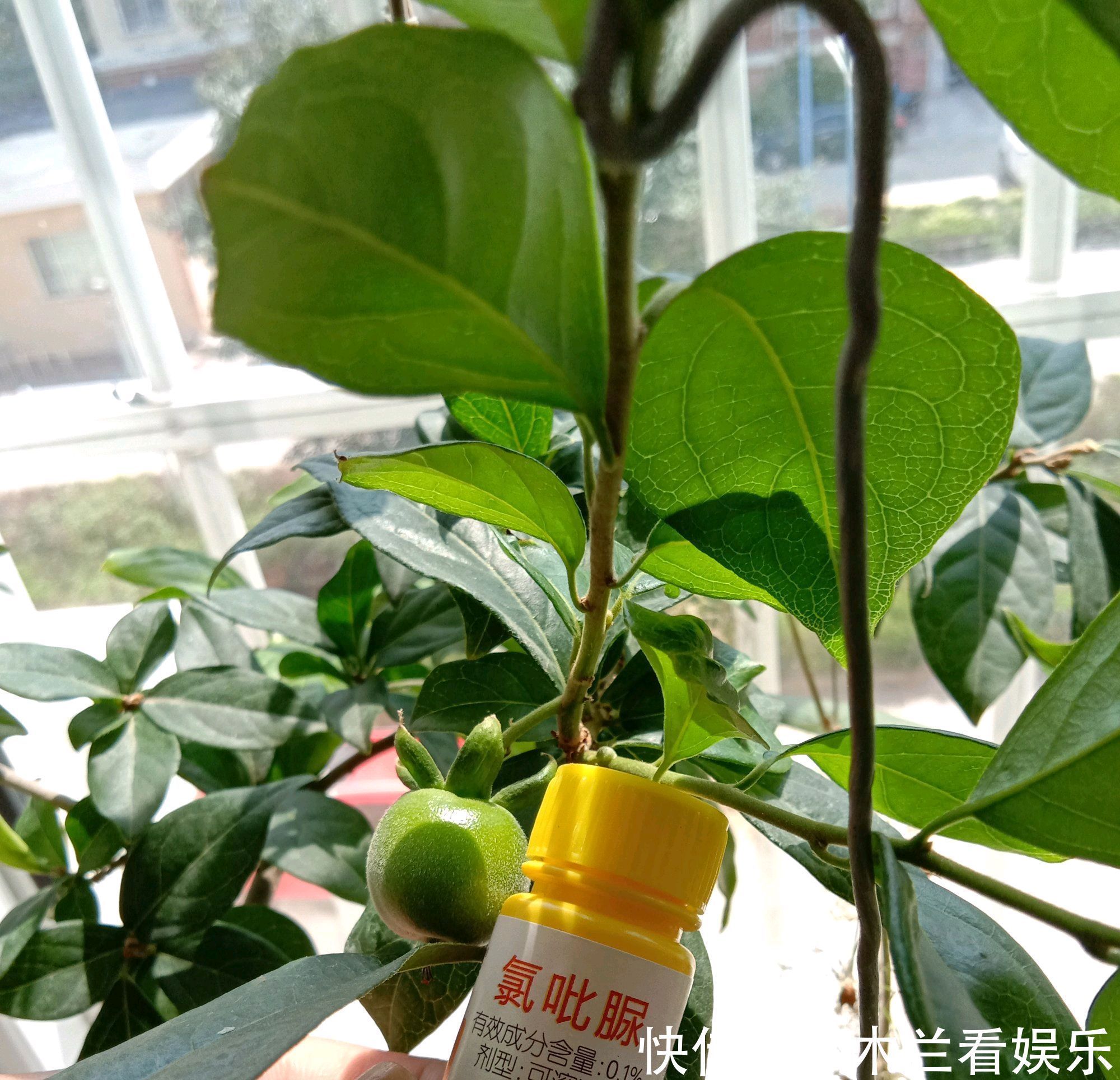 人工|金弹子盆景开花多结果少人工授粉打一针''它'',满树都是金弹果