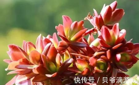 普货|水和光多少是适量，50种常见多肉植物度夏攻略