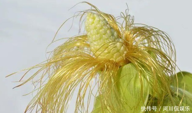 蒲公英泡水|51岁女子，因一壶蒲公英水，被送进医院，蒲公英4大禁忌要知晓