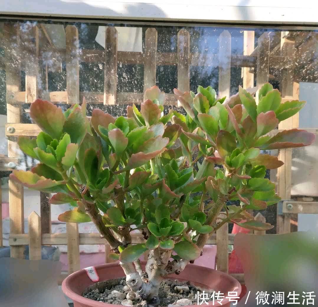 叶片|谁说老桩长寿开花少，看看花友家的巨无霸，三年长成半米花树