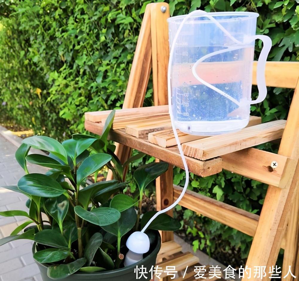 浇水|有些人养花10年都没搞清楚,浇水是一门学问,越简单越容易忽视