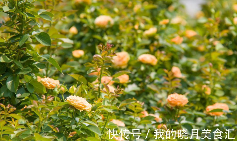 冬季仍然花开满园的果汁阳台,像阳光一样温暖,散发着淡淡的香气