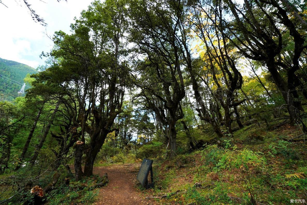 独自自驾游 欣赏最美的岗云杉林 体验环藏之旅的慢生活