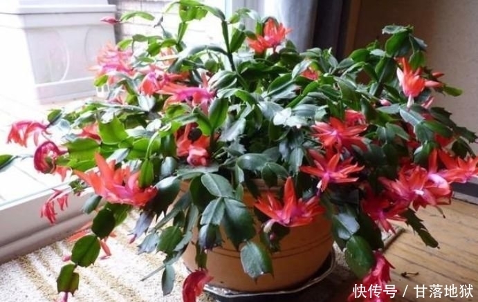 养花就养个花期长的,花大色艳,花朵粉嫩丰腴,绚丽夺目