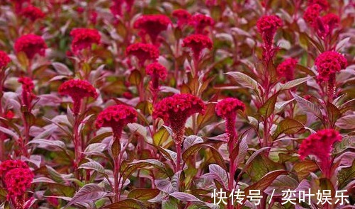 红油鸡|养花就养花朵大的,花开色彩艳丽,花期长,适合养在院子里,美!