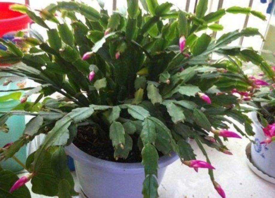 养长寿花蟹爪兰，别只顾浇水，用上“1种肥”，花苞稠密早开花