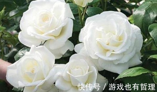 花朵|30个浓香月季品种，你喜欢哪一种养一棵满院飘香！