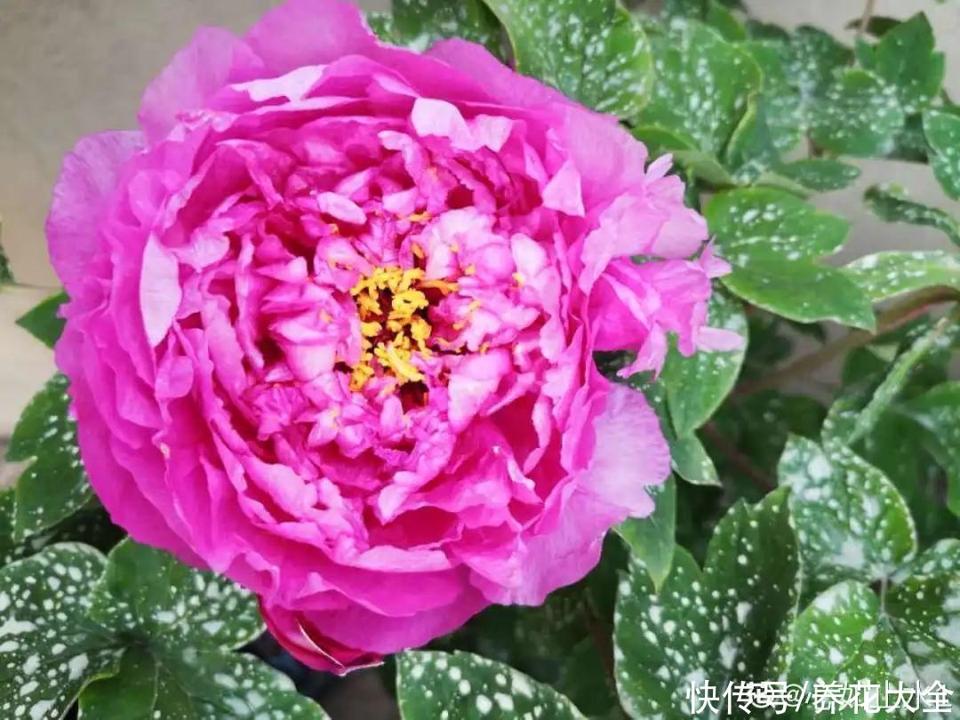 君子兰开完，会有3个“后遗症”，一定要重视