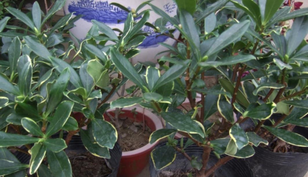 种花|天热了,3种花要“穷养”,少水少肥多通风