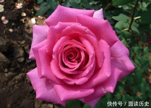 适合新手养的4种花,花量巨大,气味芬芳,全年都开花