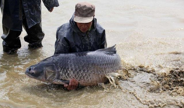 钓到大鱼后拍完照就放生,是假装高尚?真实情况是这样的