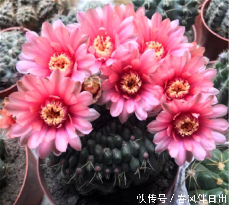 夏天|8种专属于夏天的“开花之王”，不怕热不怕晒，光照充足就爆盆