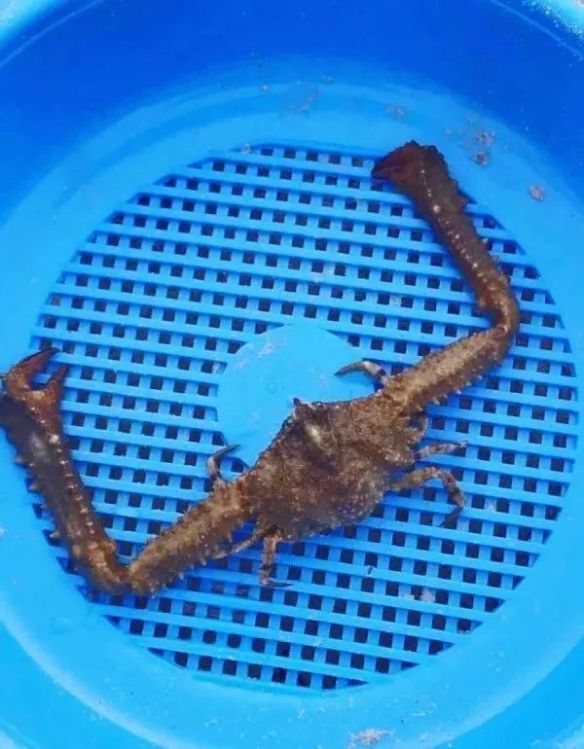 蛤蟆丸|玉兔捣的不是仙草，是蛤蟆丸！奇葩冷知识增加了