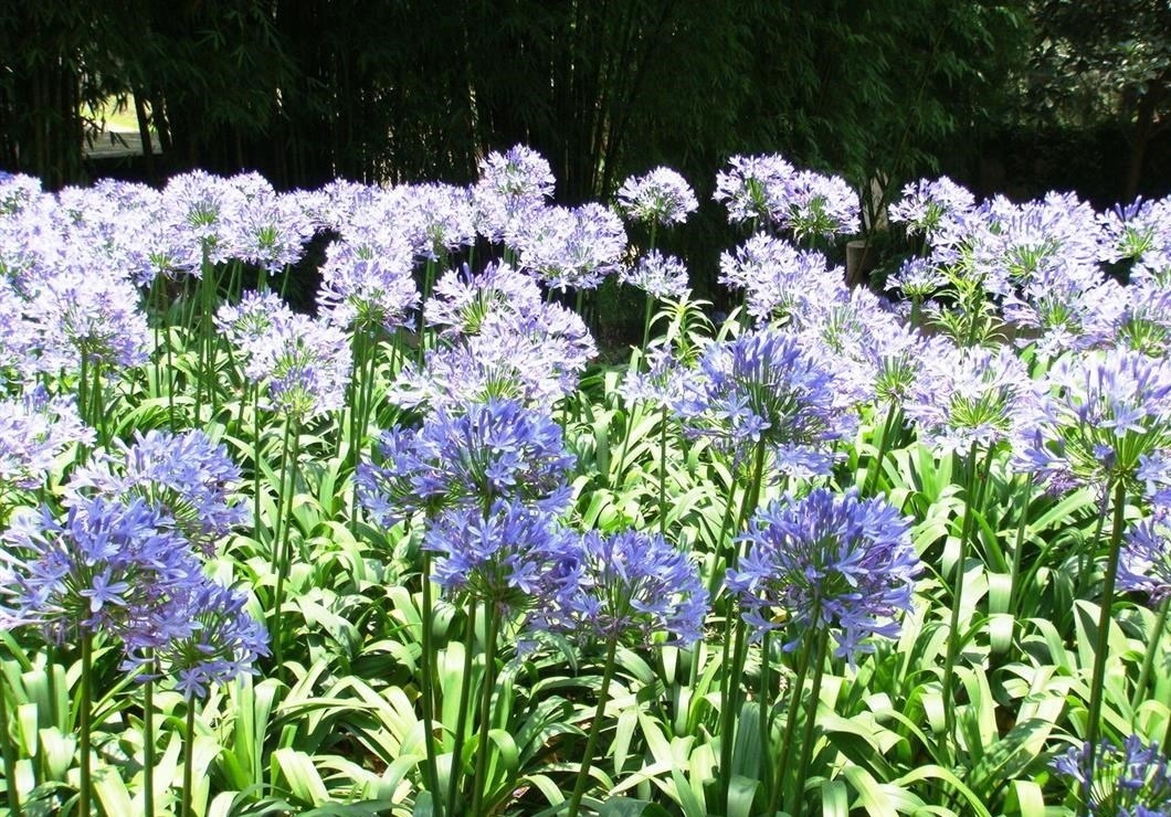此花花型娇美,就像是满天的繁星一样,寓意着多子多福