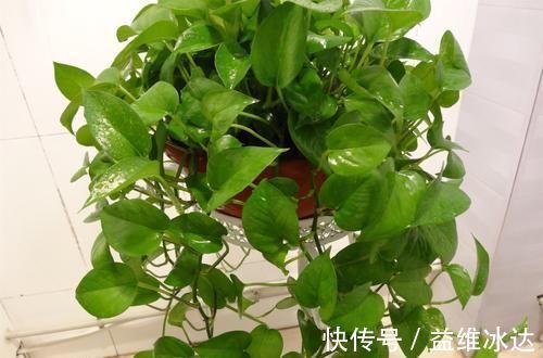 最厉害的养花营养液：给绿萝喝一勺，叶比巴掌大，一窜2米高