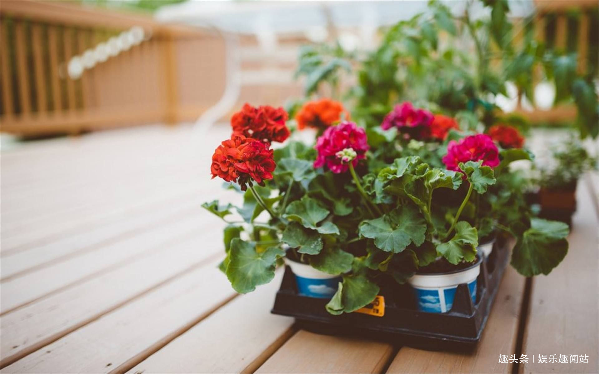 香蕉皮和红糖泡在一起,用来浇花效果惊艳,看完抓紧试试