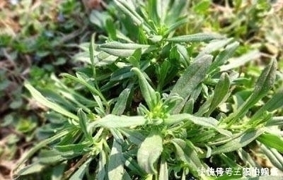 农村|以下几种野菜,农村常见,常吃能“延年益寿”,城里人抢着吃